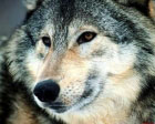 GIPPERMEGASUPERWOLF